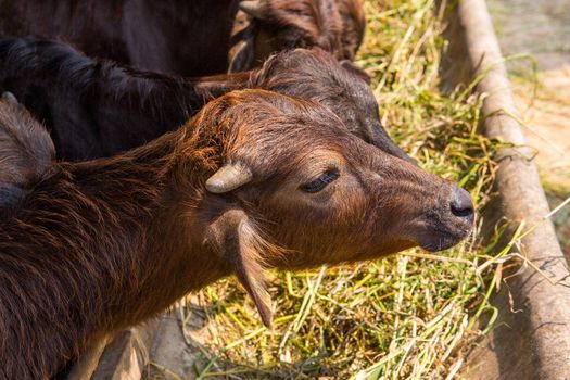 Breast feeding buffalo murrah