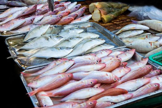 Marine fish sold to the market.