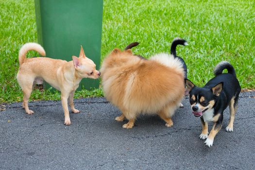 Dog play in the garden