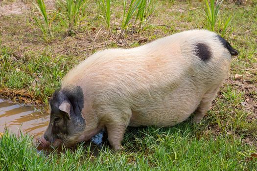 Black and white pig