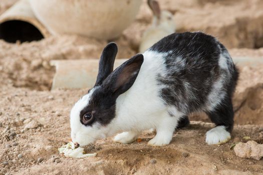 Rabbits in the cage