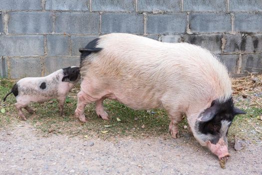 Pig and Piglet for food