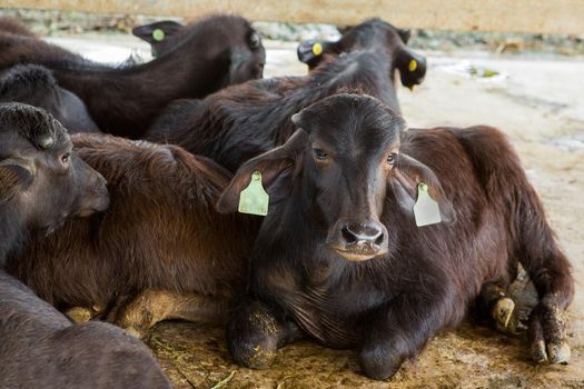 Feeding hay buffalo farm