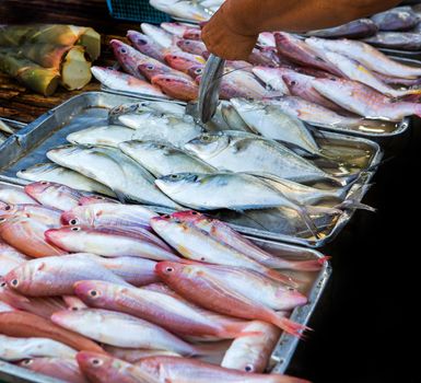 Marine fish sold to the market.