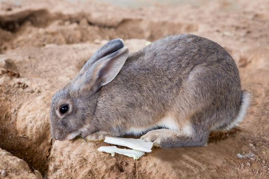 Rabbits in the cage