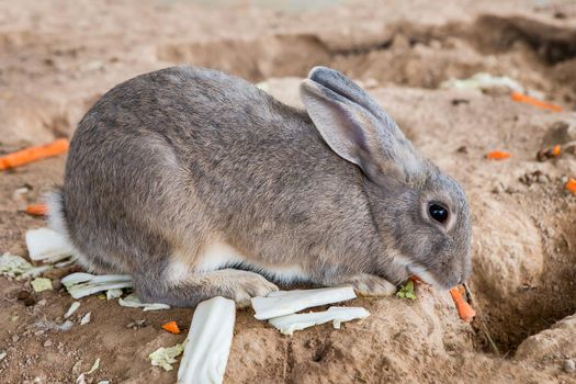 Rabbits in the cage