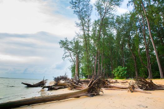 Dead tree trunk on tropical beach