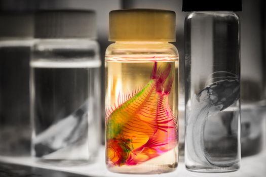 Fish in Bottles for Biological Studies