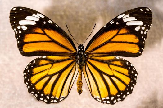 Butterflies and colorful butterflies