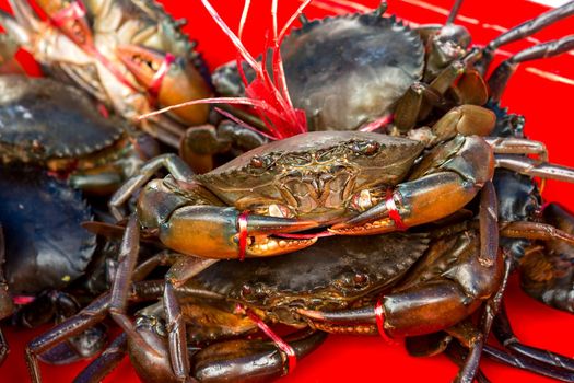 Crabs are sold in the Thai seafood market.