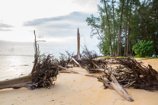 Dead tree trunk on tropical beach