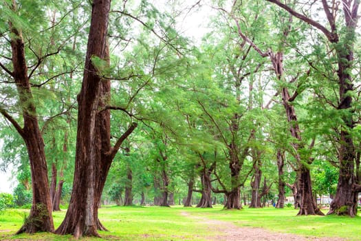 Pine trees are beautiful.