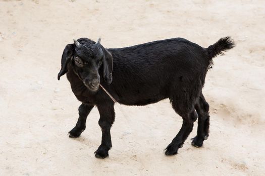 Black goat in beautiful animals.