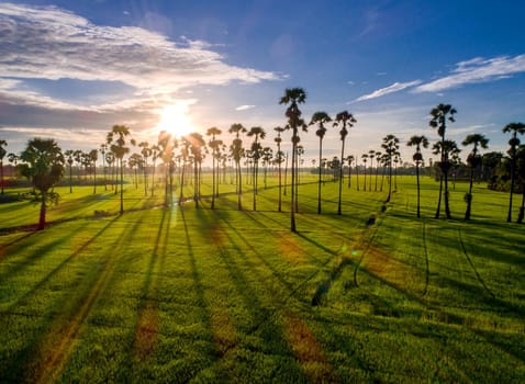 View of sugar palm in beautiful rice fields.