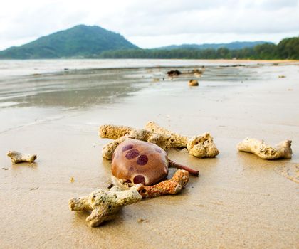 Coral broken on the beach