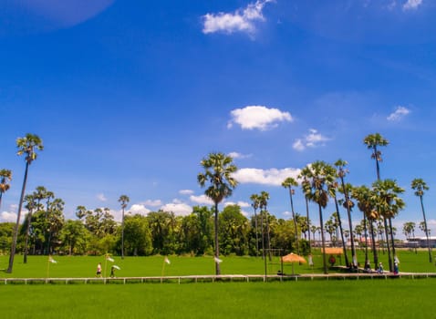 View of sugar palm in beautiful rice fields.