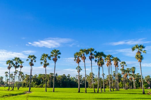 View of sugar palm in beautiful rice fields.