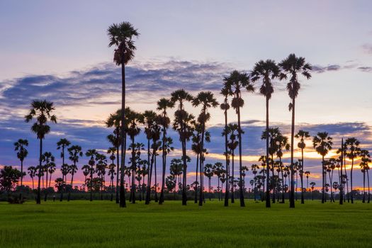 View of sugar palm in beautiful rice fields.