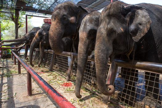 Several elephants show in Phra Nakhon Si Ayutthaya Province, Thailand.