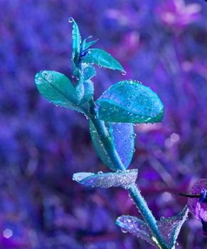 Dew on grass flowers National Park in Thailand