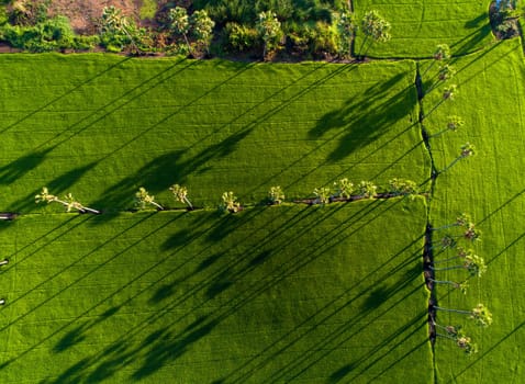 View of sugar palm in beautiful rice fields.