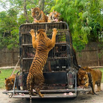 Hungry Bengal tiger feeding show in the zoo