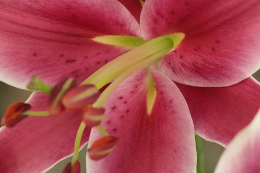 Vibrant pink Tiger Lilies Stargazer lilies flowers in blooming summer Close up . High quality photo