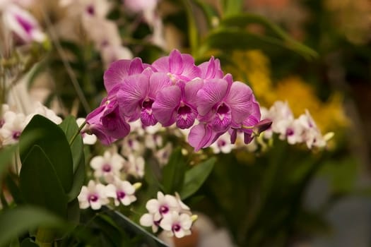 Orchid flowers with a variety of beautiful colors.