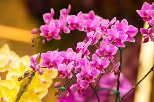 Orchid flowers with a variety of beautiful colors.