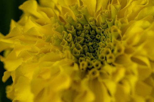 Bright Yellow Chrysanthemums Blooming in the summer time . High quality photo