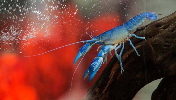 Blue crayfish Standing gracefully