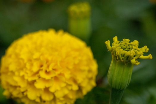 Bright Yellow Chrysanthemums Blooming in the summer time . High quality photo