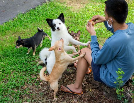 Dog playing with dog