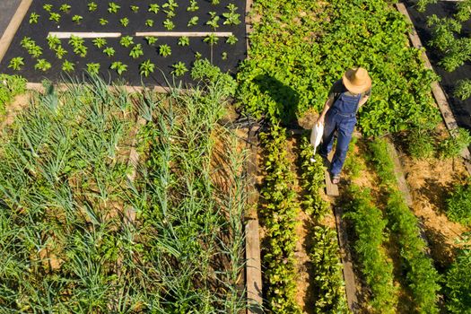 A young man in a straw hat is standing in the middle of his beautiful green garden, covered in black garden membrane, view from above. A male gardener is watering the plants with watering can