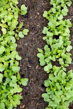 Background of fresh lettuce salad growth on the ground soil in the garden in spring season.