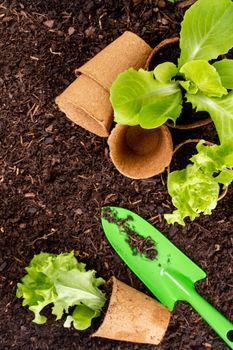 Woman planting young seedlings of lettuce salad in the vegetable garden.