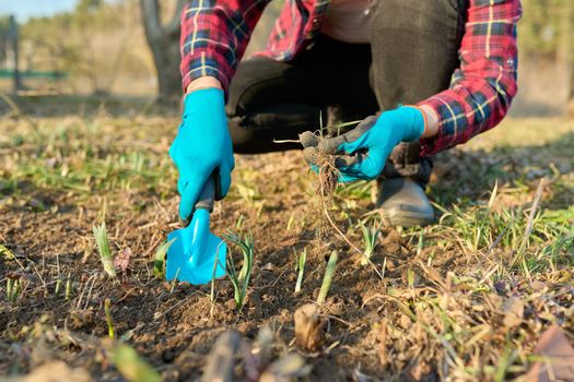 Seasonal spring garden work, woman's hands in gloves with garden tools with a shovel on a flower bed with sprouting flowers, springtime