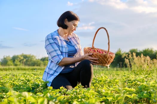 Farm field with strawberries, woman picking berries with a basket. Growing organic, natural strawberries. Healthy food, fresh sweet tasty vitamin berries