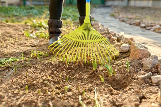 Spring seasonal gardening, rake cleaning close-up. Woman rake cleaning backyard flower bed with sprouting spring flowers, springtime