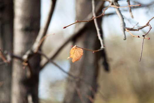 Yellow or dry leaves on tree branches in autumn. Leaves of birch, linden and other trees on the branches. There is an empty space for the text