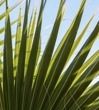 Palm leaves on blue sky background in summertime. Summer holiday and tropical nature concept.