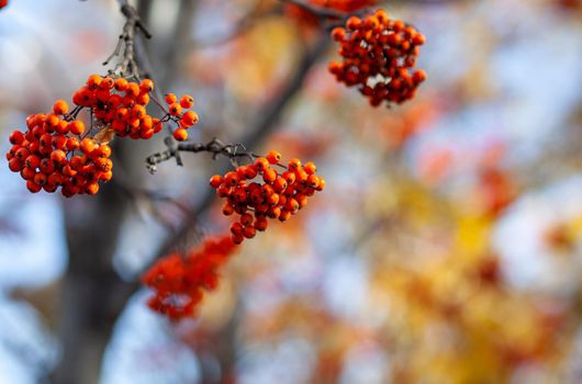 Berries of mountain ash branches are red on a blurry autumn background. Autumn harvest still life scene. Soft focus backdrop photography. Copy space.