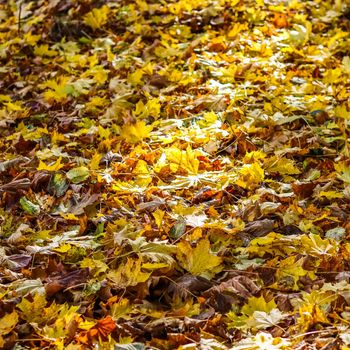 Fallen yellow leaves in the park in autumn. Nature background