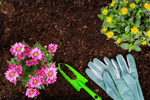 Woman planting young seedlings of lettuce salad in the vegetable garden.