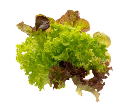 Salad isolated on a white background.