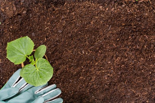 Woman planting young seedlings of lettuce salad in the vegetable garden.