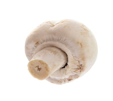 champignon isolated on a white background.