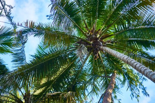 Island palm trees jungle exotic nature tropics. High quality photo