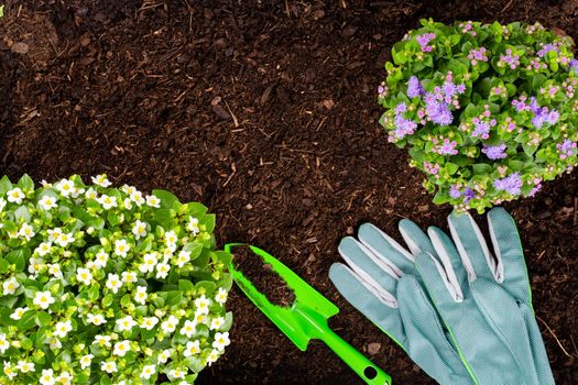 Woman planting young seedlings of lettuce salad in the vegetable garden.