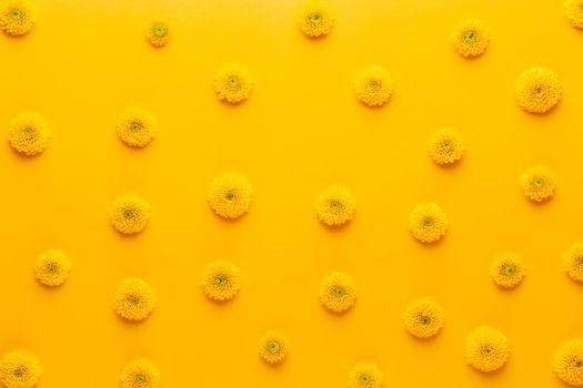 Yellow flower pattern on a yellow background. Gerbera spring flowers arranged on a vivid background. Top view. Flat lay. Valentine's background. Floral pattern.  The concept of summer, spring, Mother's Day, March 8
